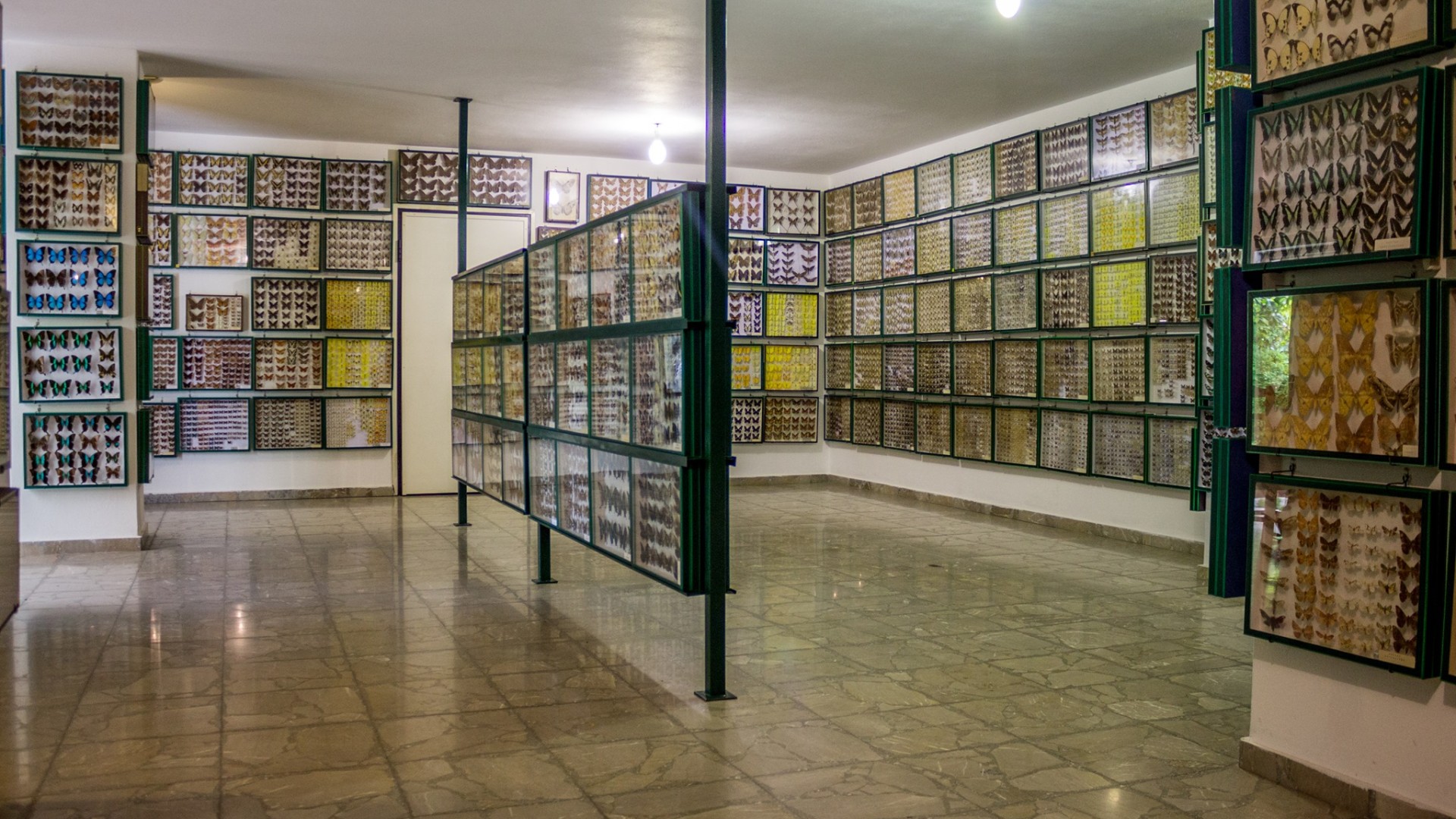 Athanasios Koutroumbas Insect Museum
