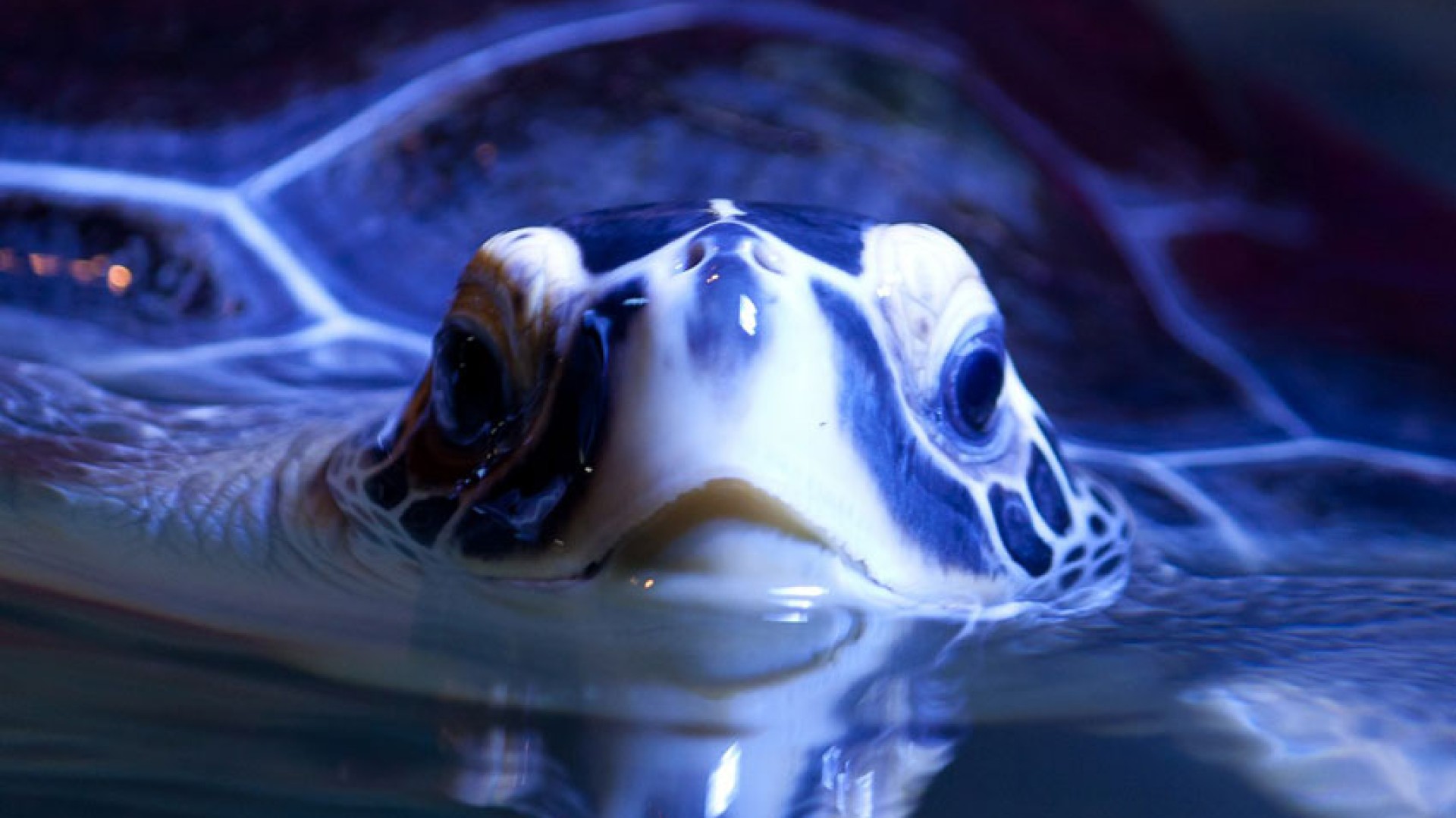 Aquaworld Aquarium