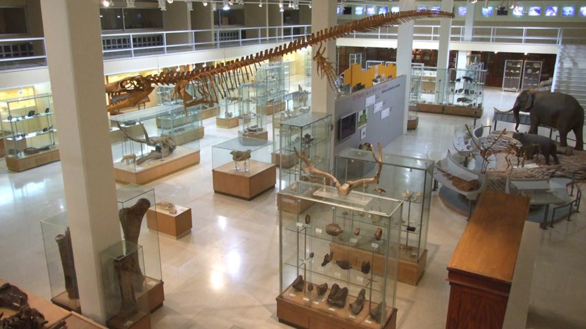 Museum of Geology and Paleontology of the Athens University