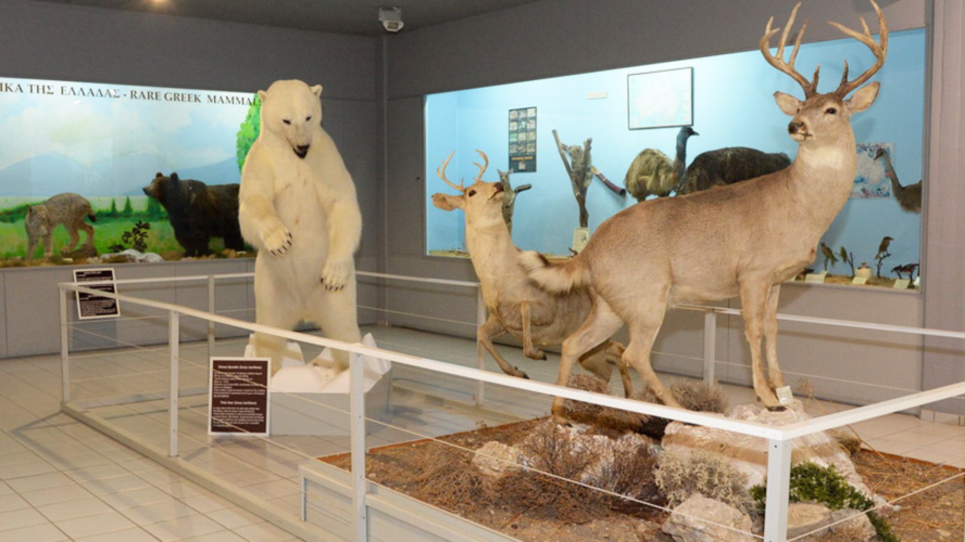 Natural History Museum of the Aegean 