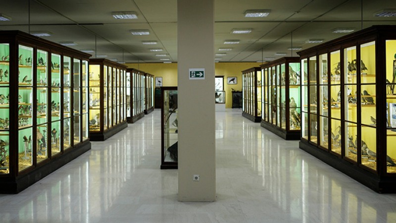 Zoological Museum of the University of Athens