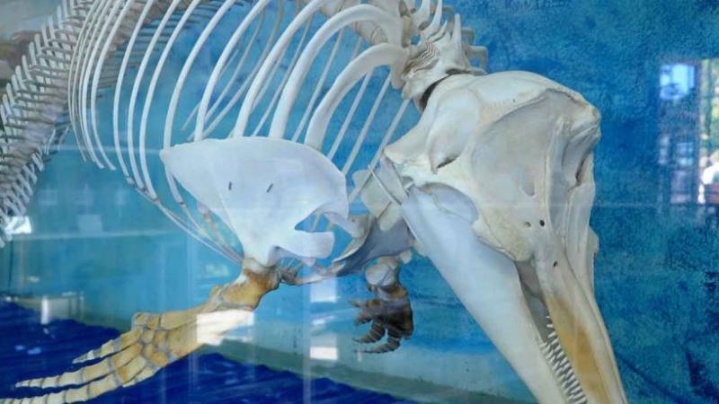 Apiranthos Natural History Museum
