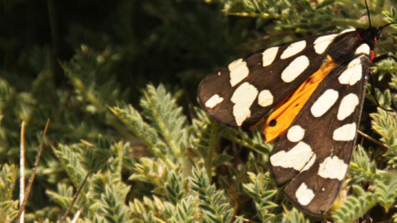 Zoological Museum of the University of Patras