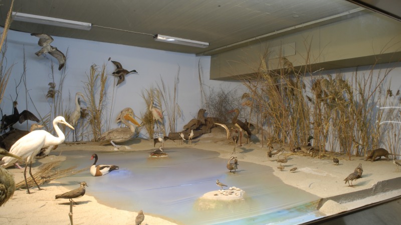 Natural History Museum Thessaloniki